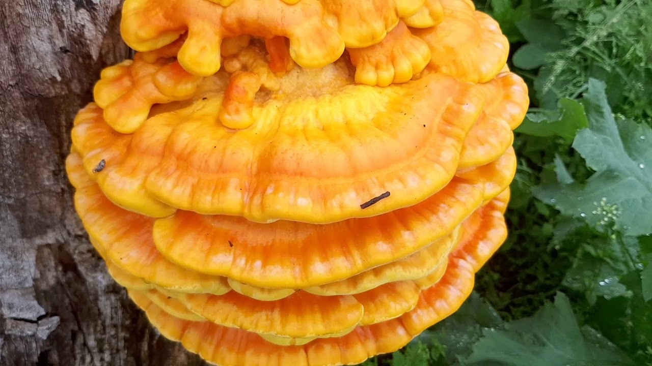 Трутовик серно-желтый. (Laetiporus sulphureus).
