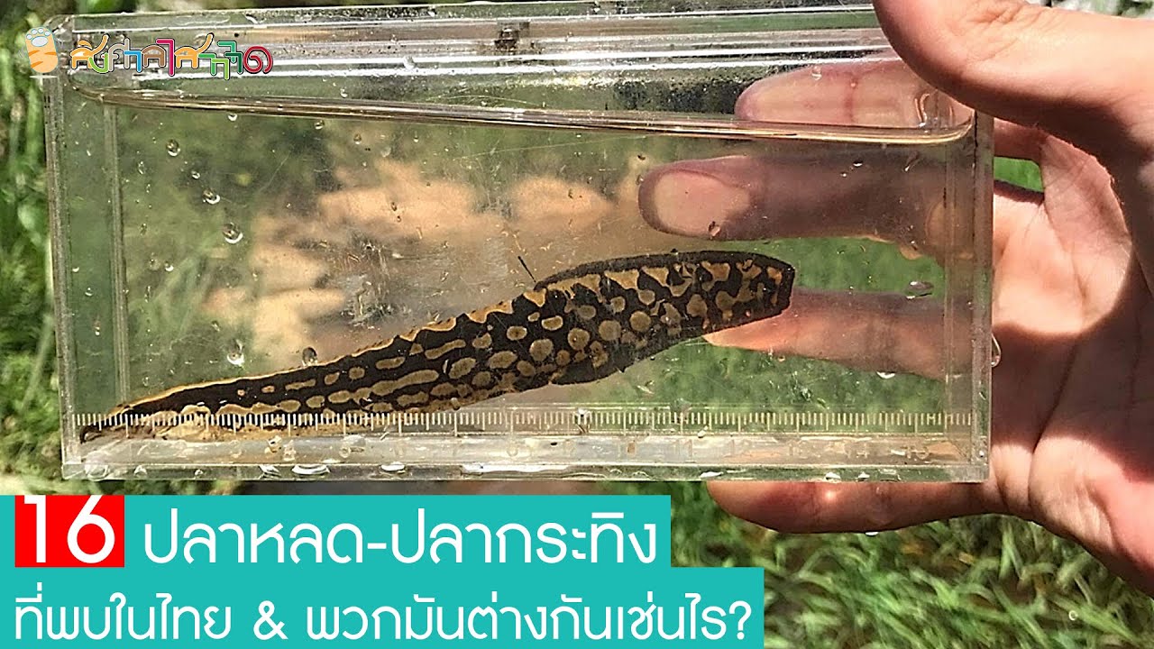 ปลาหลด-ปลากระทิง 16 ชนิด ที่พบในไทย พวกมันต่างกันเช่นไร?