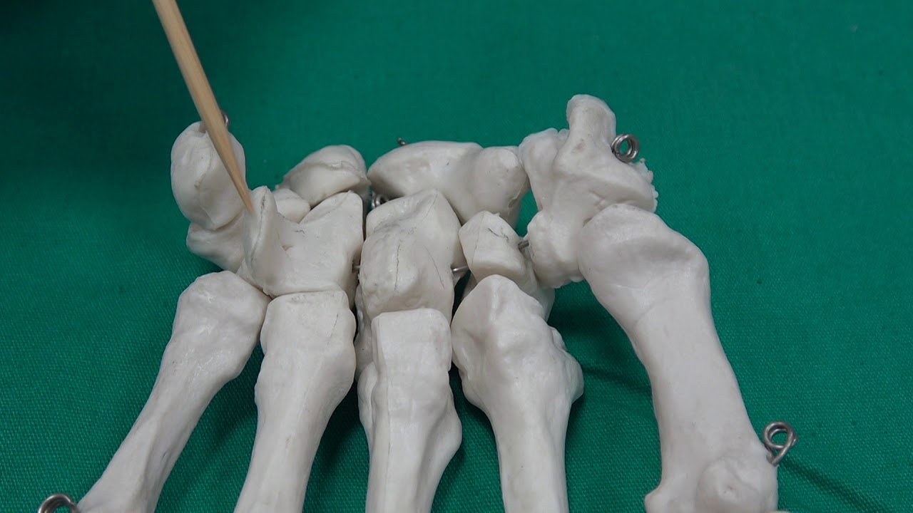 Anatomi Kemikler Ossa Manus-El kemikleri Anatomisi (kemikler anatomi)