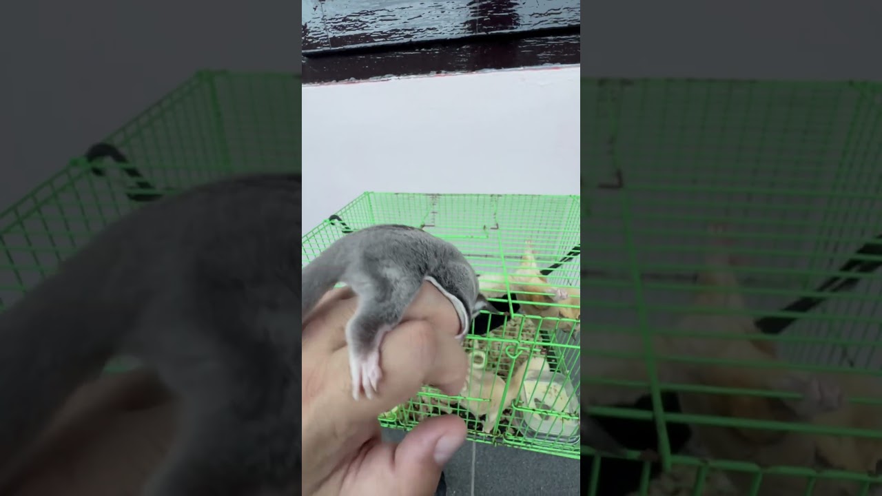 Sugar glider classic grey #sugarglidercare #sugarglider #shorts #asmr #youtubeshorts #cute