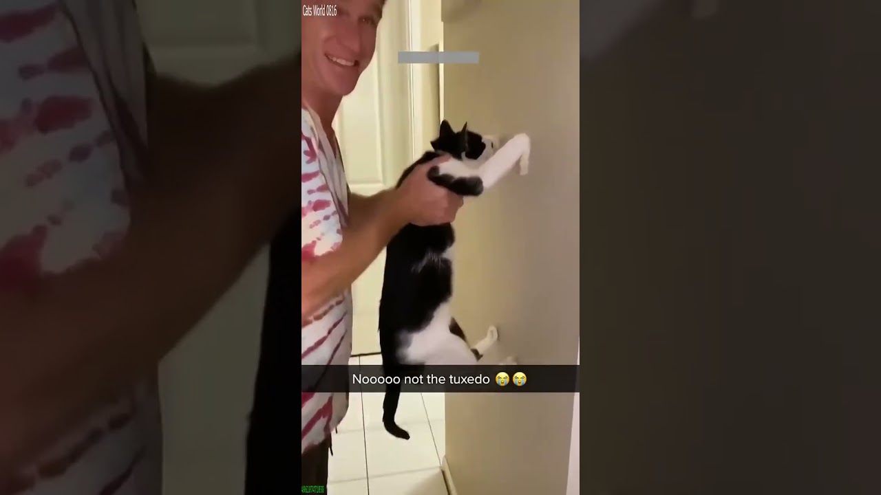 Funny Cats 2024 🙀 kitten meowing cute 🙀 # Part 3113