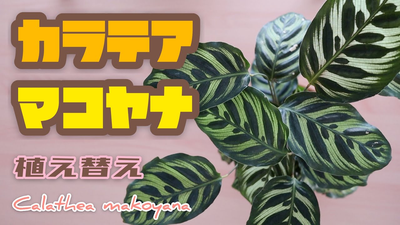 【カラテア】マコヤナの植え替え｜Calathea makoyana｜観葉植物