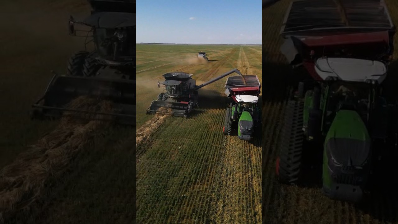 Oats harvest coming along. #gleaner #harvest2025