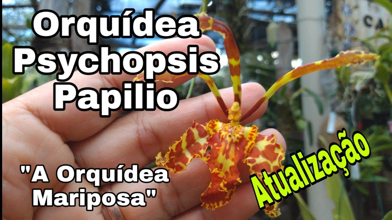 Atualização - Orquídea Psychopsis Papilo - 