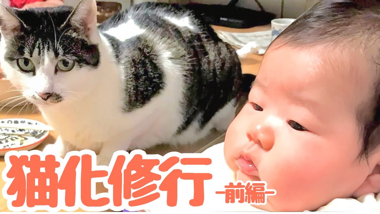 【猫使いになる】赤ちゃん､10匹多頭の実家でネコ修行-前編-