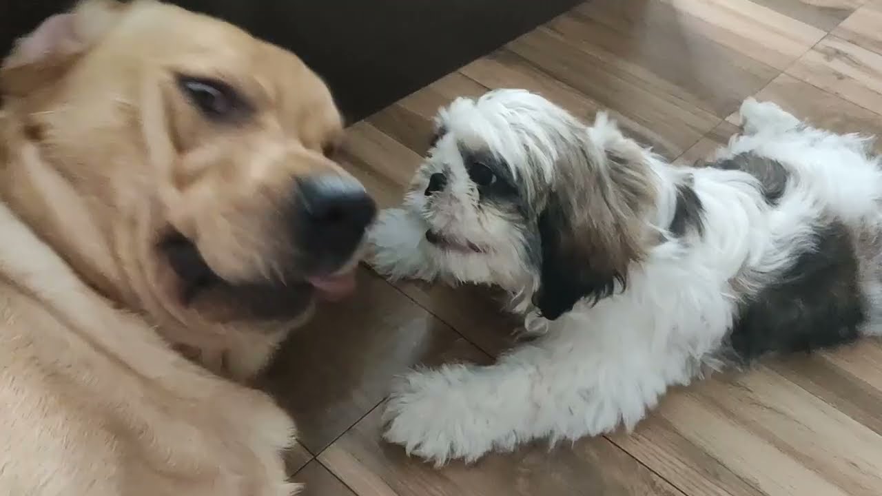 SHIRO is Angry with MILO || FUNNY CONVERSATION