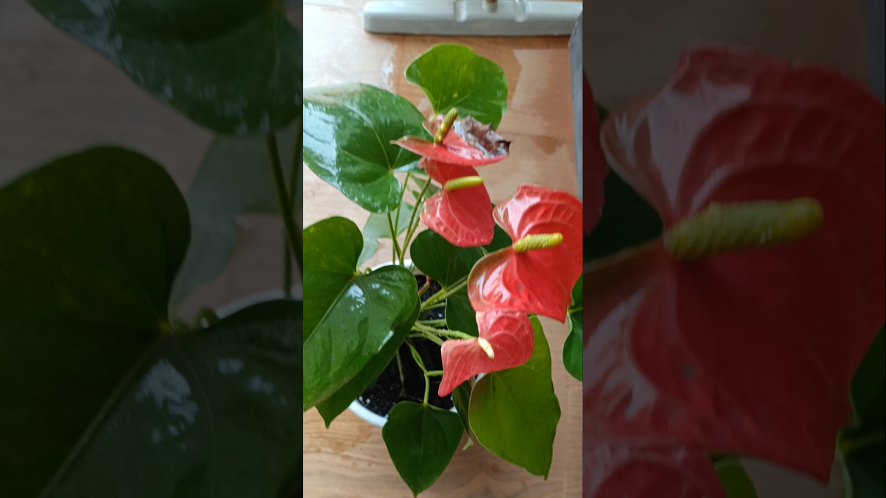 Anthurium potting mix /#anthurium /#shortvideo @anuprasathyt