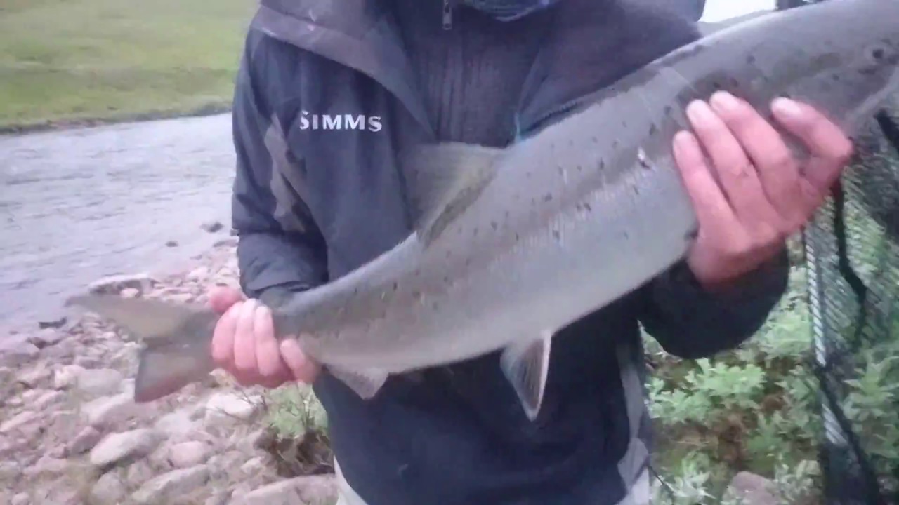 5-6 kg laks i SyltefjordElva