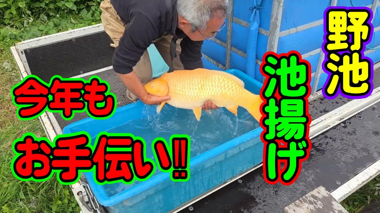 【汚池再生計画】野池の鯉を揚げに行けく‼　2025今年も錦鯉おもて錦さんの池上げをお手伝い＃野池＃池揚げ＃おもて錦＃泳ぐ宝石錦鯉