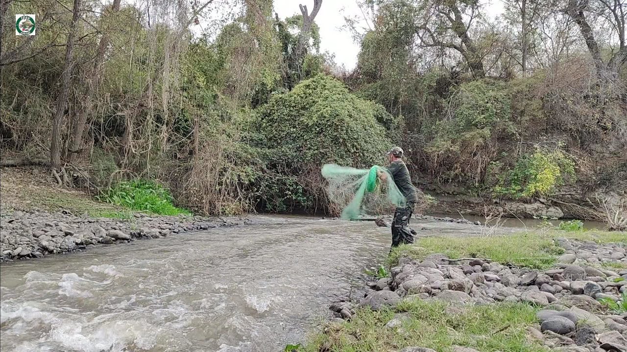 Salieron los bagres y carpas en la corriente y charcos del rio