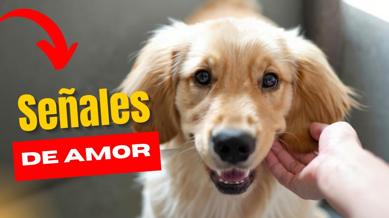7 señales de que tu perro ha desarrollado un vínculo de apego profundo contigo 🐾