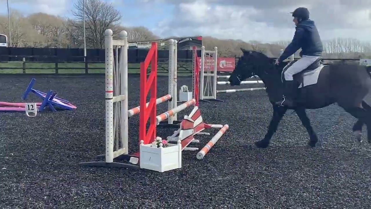 15.2 ISH gelding
