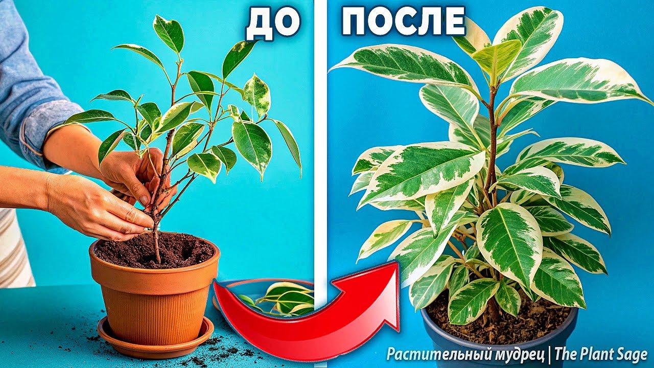 ФИКУС БЕНДЖАМИНА, ПЕРЕСАДКА 🌿 3 ОШИБКИ, КОТОРЫЕ СТОЯТ ЕМУ ЖИЗНИ! 🚨🌿