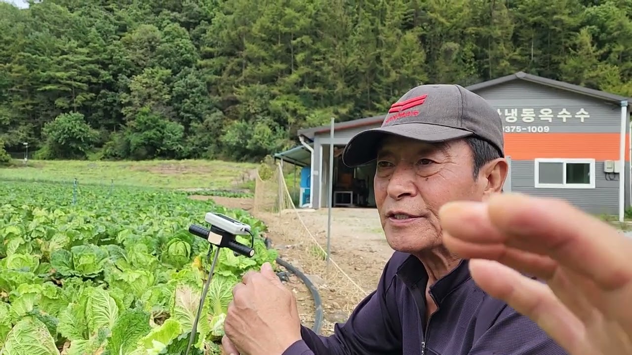 [황금알농법] 영월 김장배추 무름병 질소부족 꿀통배추 비료과다 엽면시비 설탕 웃비료 요소 당도 저장양분 황금알농법