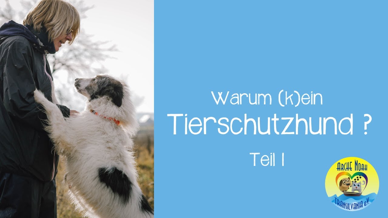 🐾 |F&A Warum (k)ein Tierschutzhund - Teil 1| 🐾