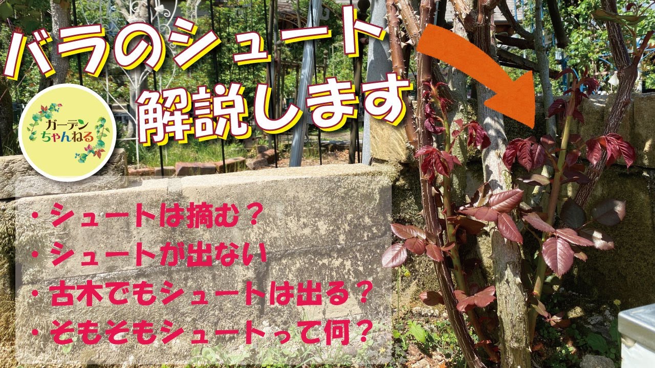 バラのシュートについて解説します！