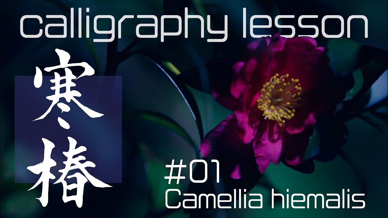 Lesson＃01『寒椿』Camellia hiemalis〈書道/Japan/漢字〉永山玳潤