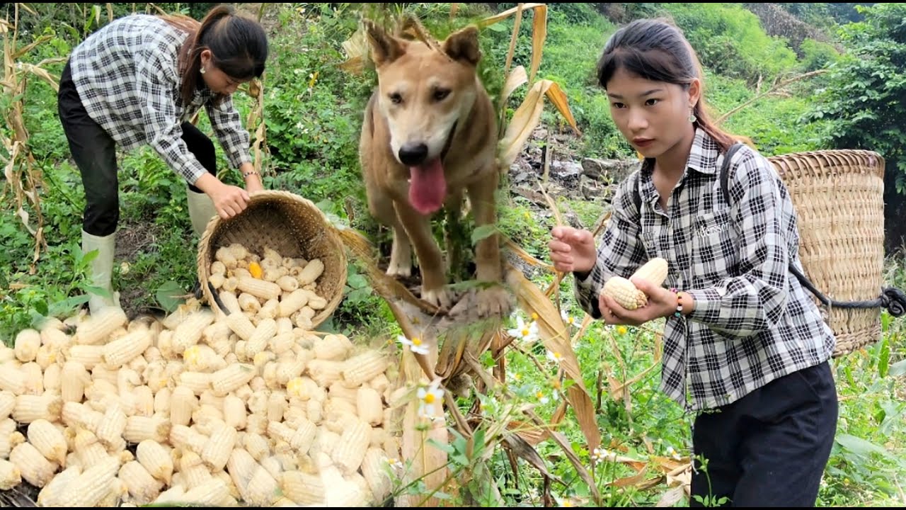 The girl cut bananas to sell at the market and cracked corn