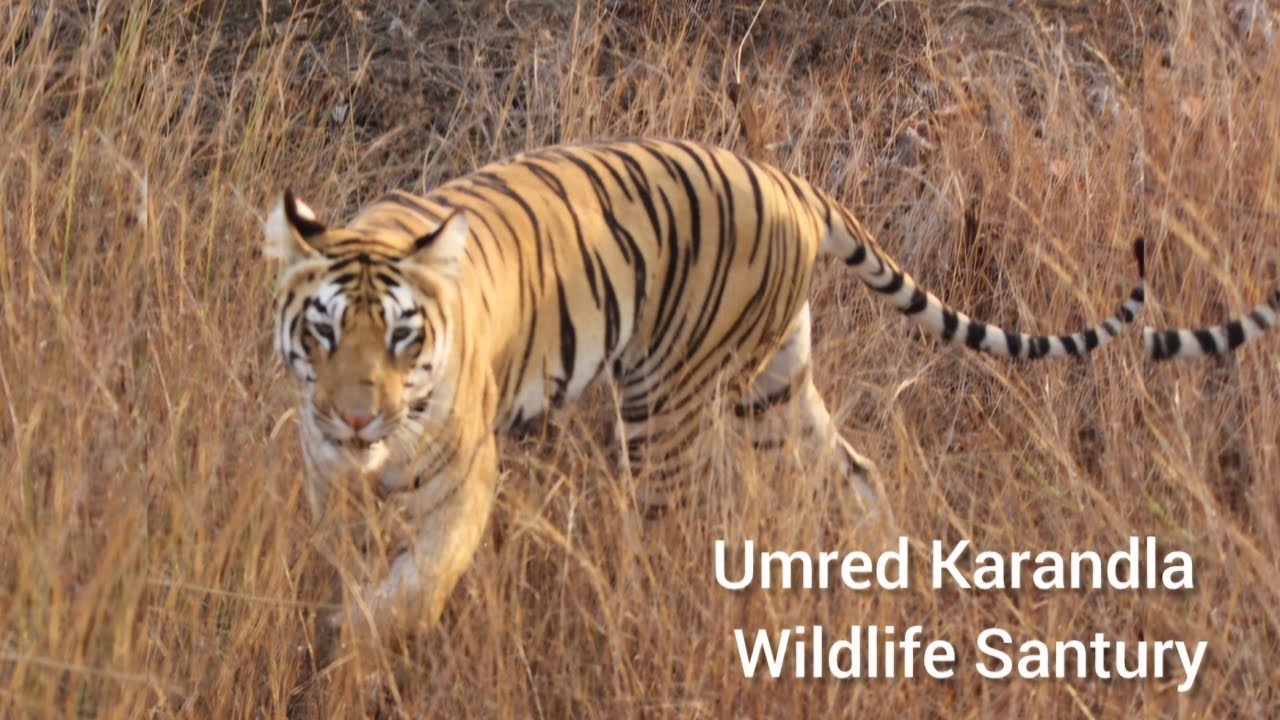 Umred Karandla wild life santury with Sachin Joshi! @World through my Lens