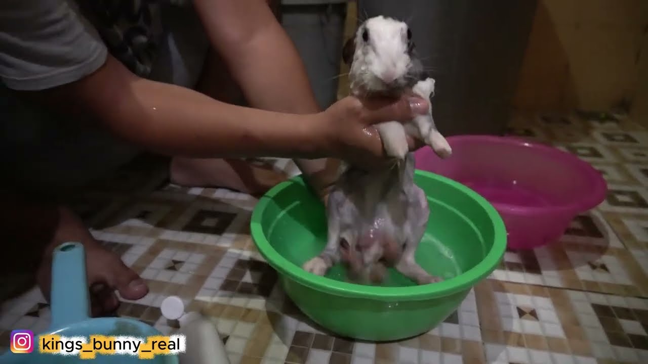 Emang boleh mandiin kelinci