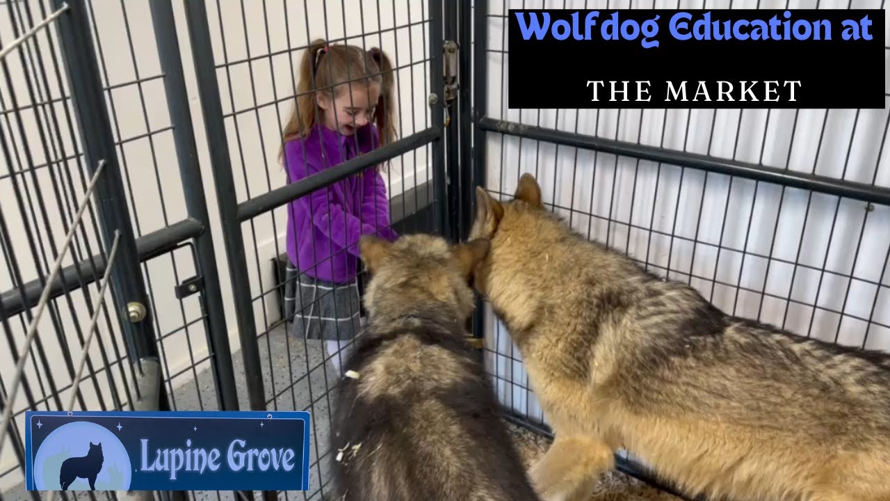 Educating People About Wolf Dogs at a Farmers Market - Lupine Grove