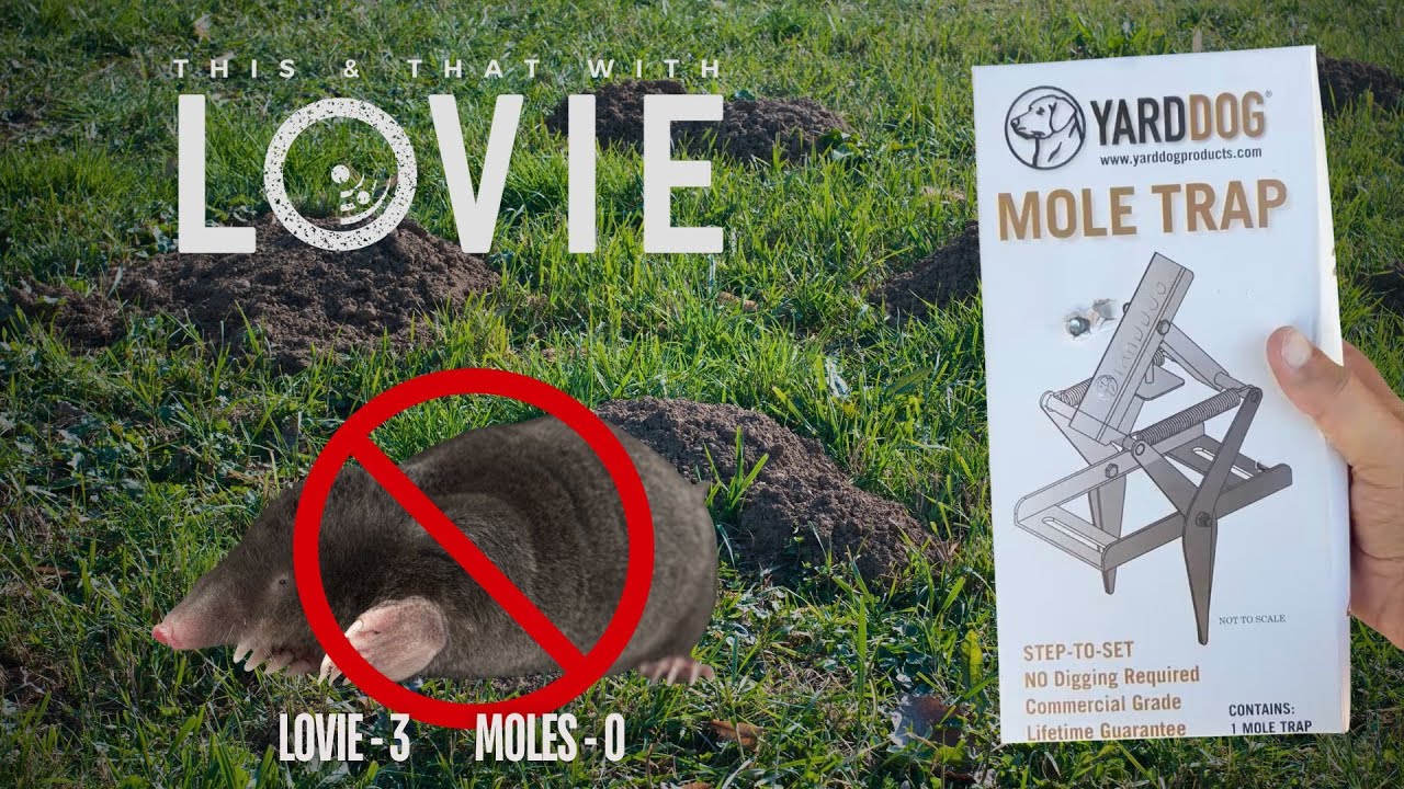 Lovie Uses The YardDog Mole Trap. Moles Don't Stand A Chance!