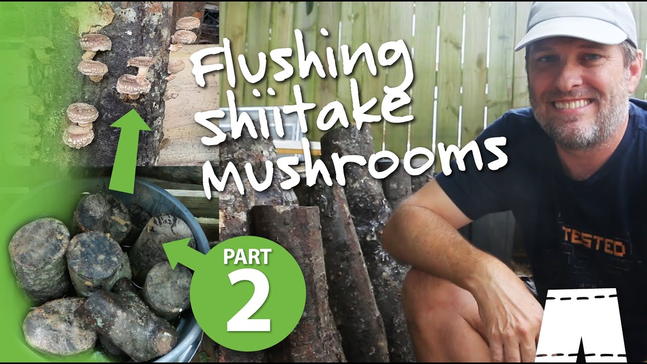 How To Grow Shiitake Mushrooms On Oak Logs | Part 2: Flushing
