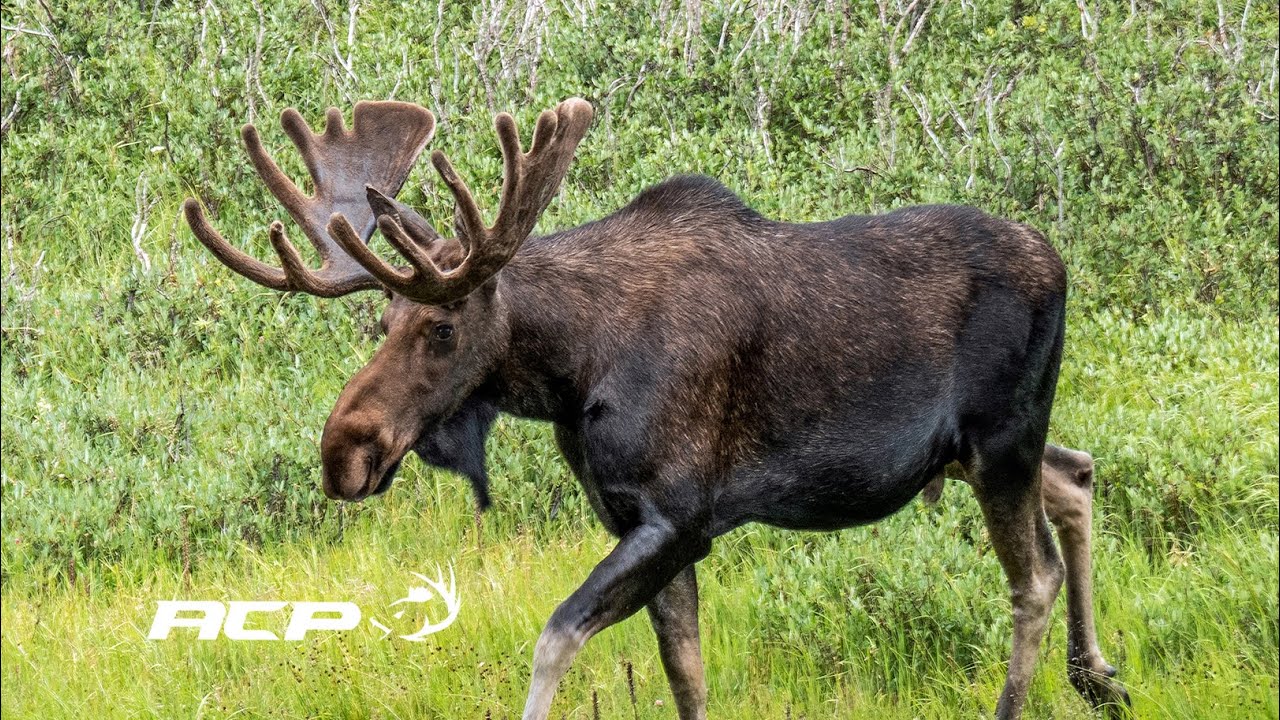 Orignal - Chasse tardive : Comment s'y prendre?