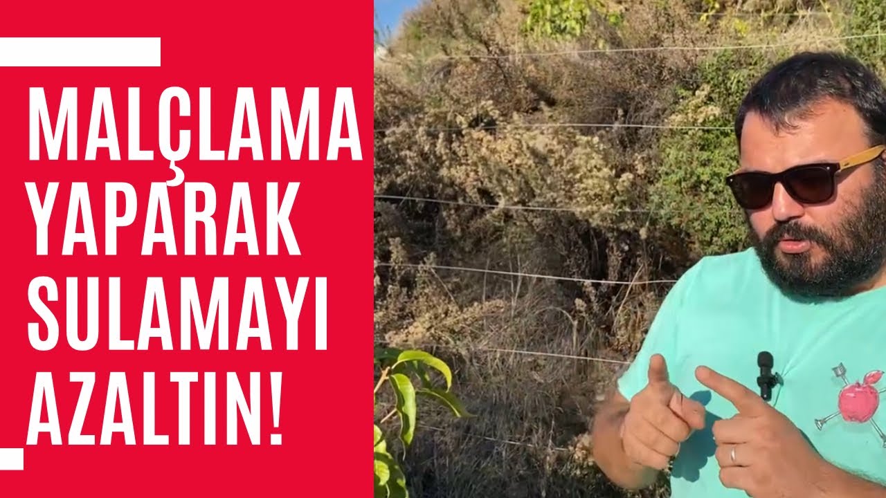 Malçlama Yaparak Sulamayı Azaltın - Hasan Görücü #Mango # Malçlama #tropikmeyvebahçesi