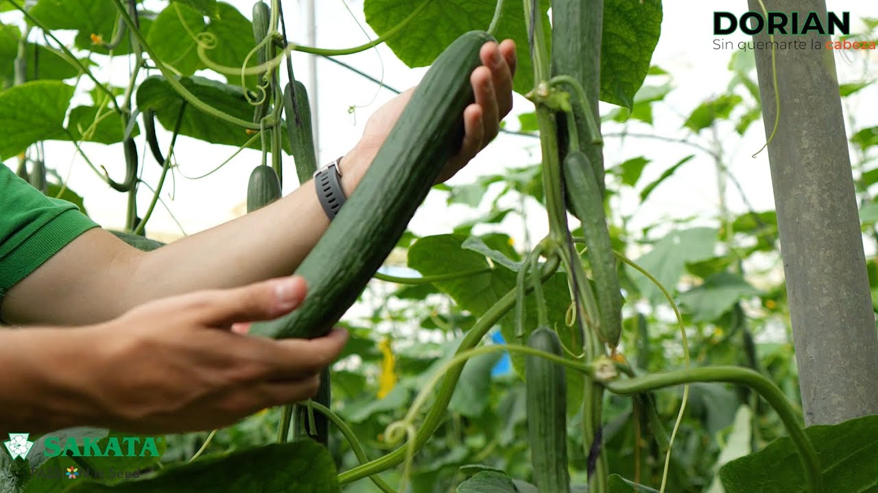Dorian, 🥒 el PEPINO TEMPRANO de SAKATA para ‘no quemarse la cabeza’