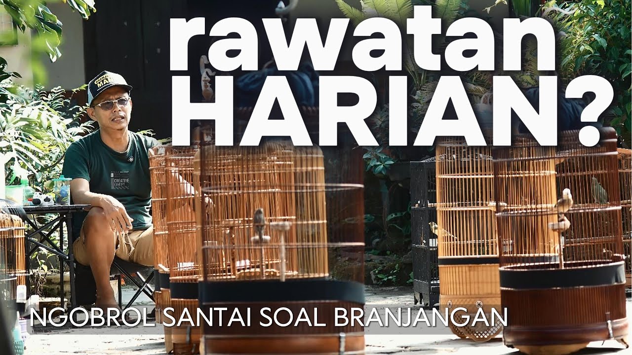 RAWATAN HARIAN BRANJANGAN GACORAN HINGGA PROSPEK TERNAK BRANJANGAN  ALA BABEHEN BIRDFARM