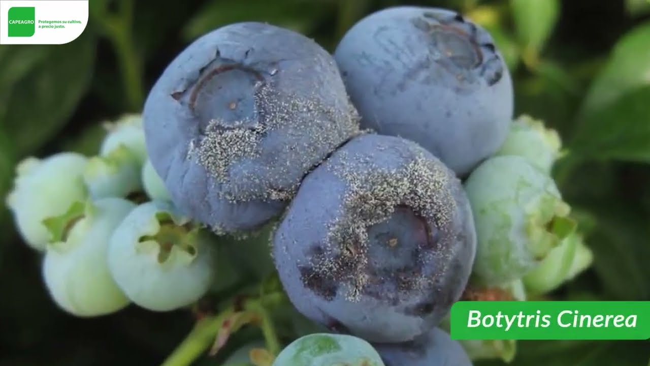 Beneficios de BOSCAPYR (Boscalid + Pyraclostrobin) en el cultivo de ARANDANO