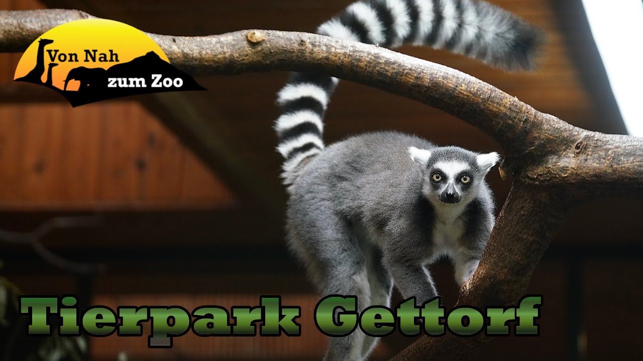Tierpark Gettorf - Den Tieren ganz nah? - Von Nah zum Zoo 4k