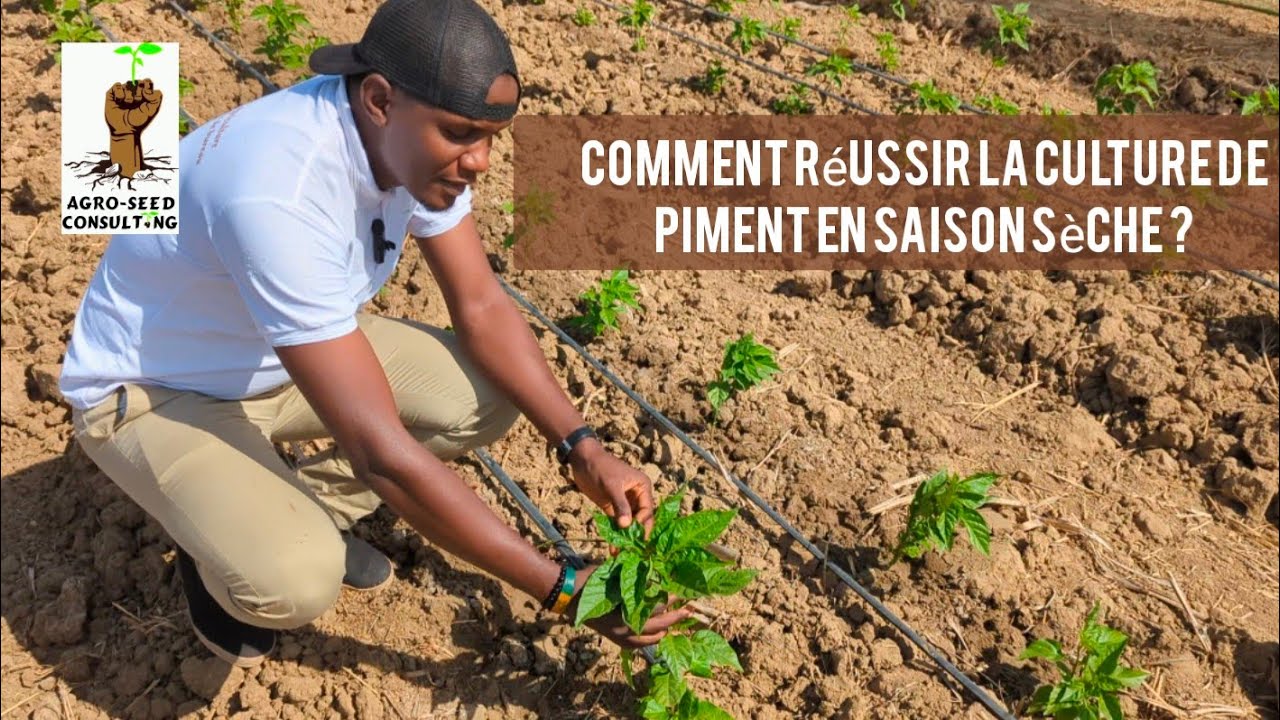 COMMENT RÉUSSIR De A-Z  LA CULTURE DE PIMENT EN SAISON SÈCHE ?