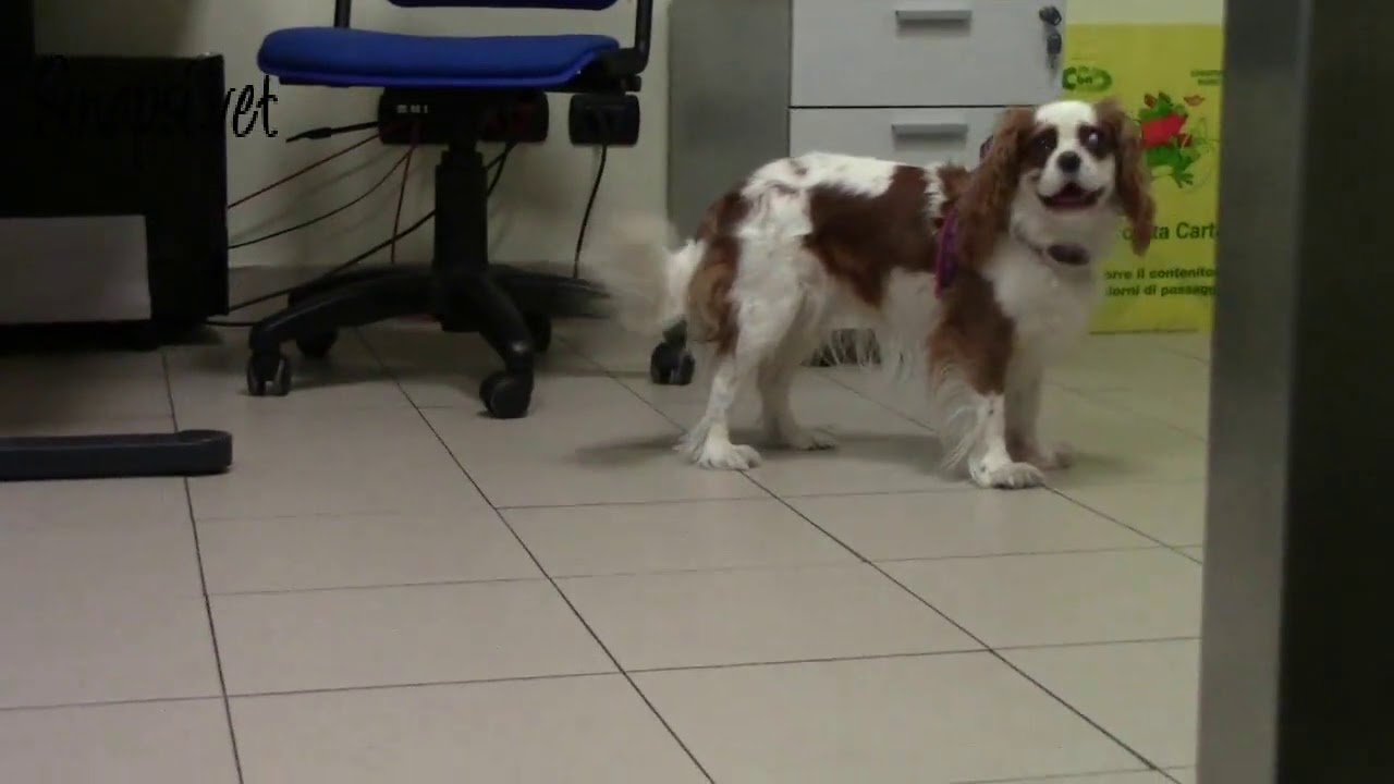 #VideoDidattici: prurito fantasma nella Malformazione Chiari-like nel cane