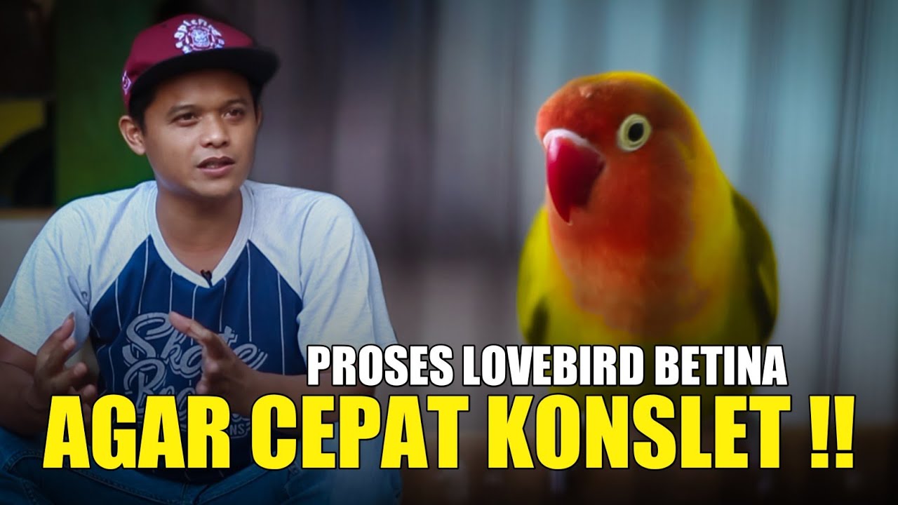 LOVEBIRD BETINA JADI KONSLET !! RESEP KONSLET NOVI BANJARNEGARA