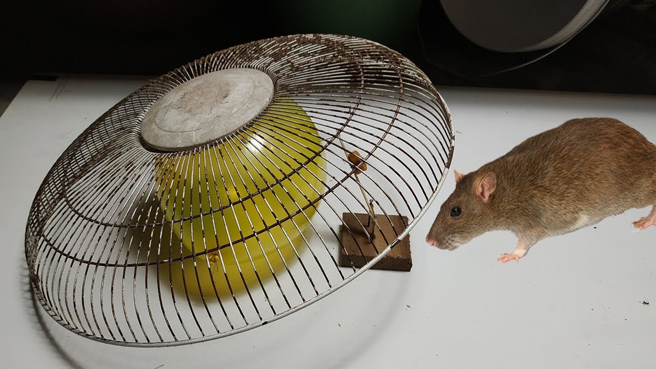 Best Electric fan guard Mouse Trap/How to make a Homemade Electric fan guard  Mousetrap/Balloon trap