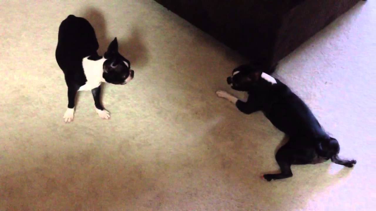 Boston Terriers going crazy