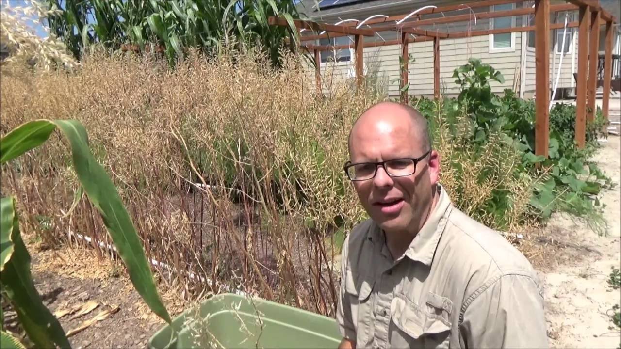 How to Grow and Harvest Mustard Seeds