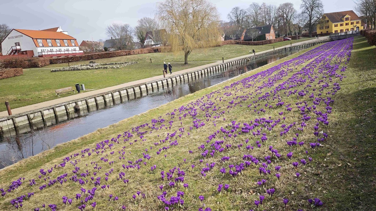 20. marts 2026 Næstved – Krokus langs Den Frilagte Suså