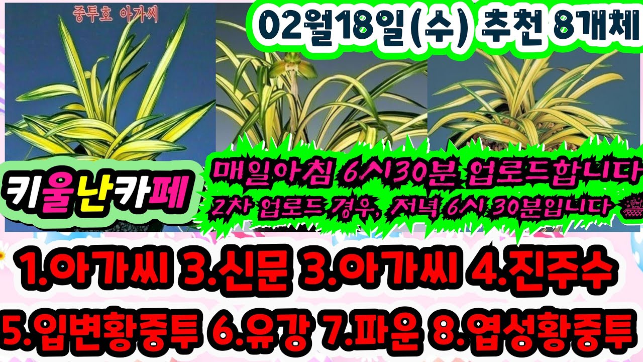 02/18(수) 추천우수 8개체 [1.아가씨 2.신문 3.아가씨 4.진주수 5.입변황중투 6.유강 7.파운 8.엽성황중투]