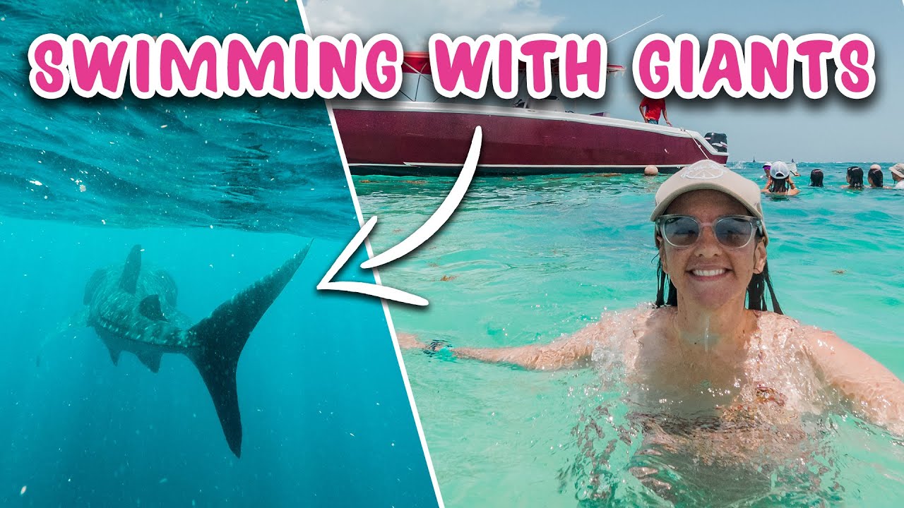 Swimming with WHALE SHARKS in Cancun Mexico 🐳 🇲🇽