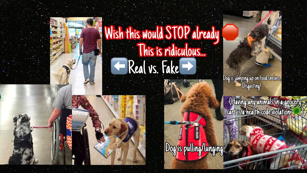 Фальшивые служебные собаки выходят из-под контроля! | Comp. 4