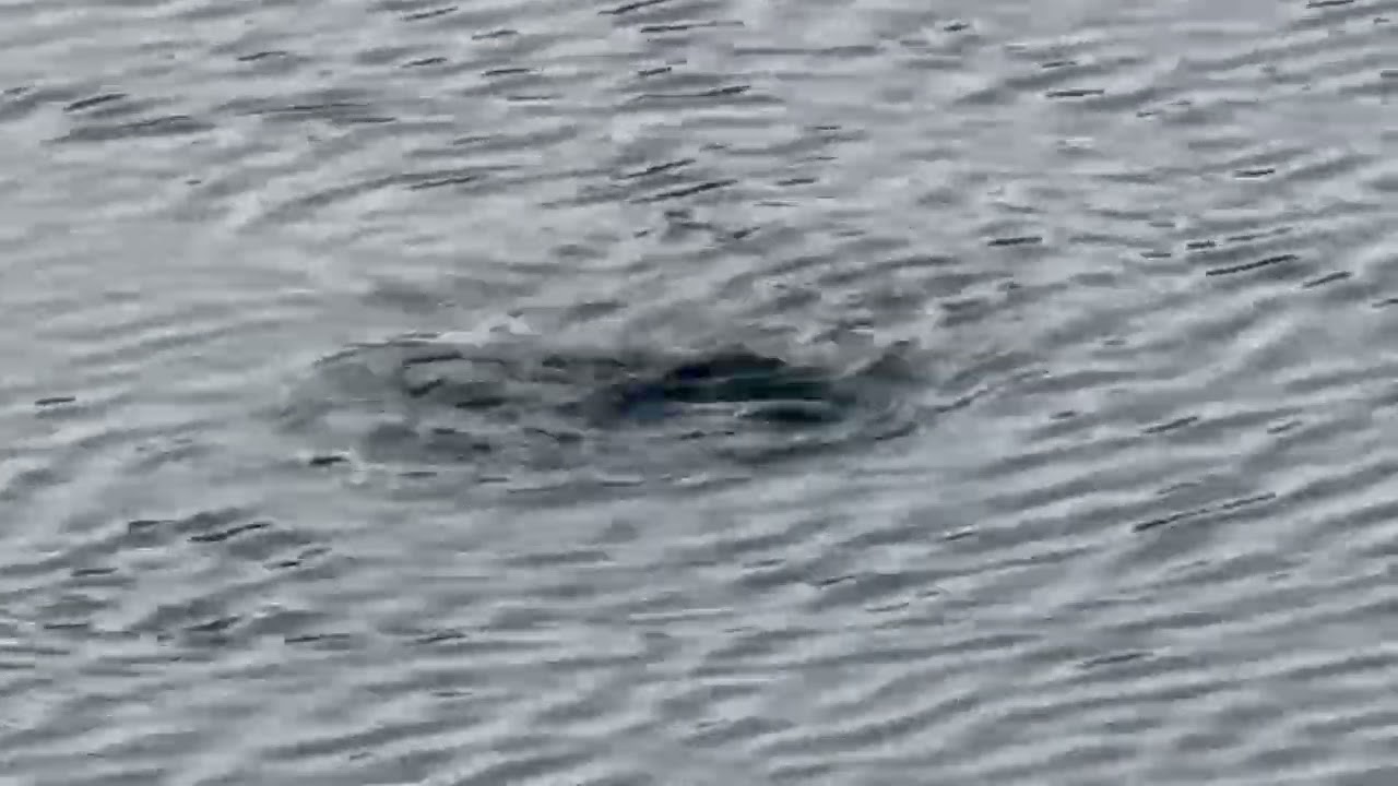 platypus 19dec 25
