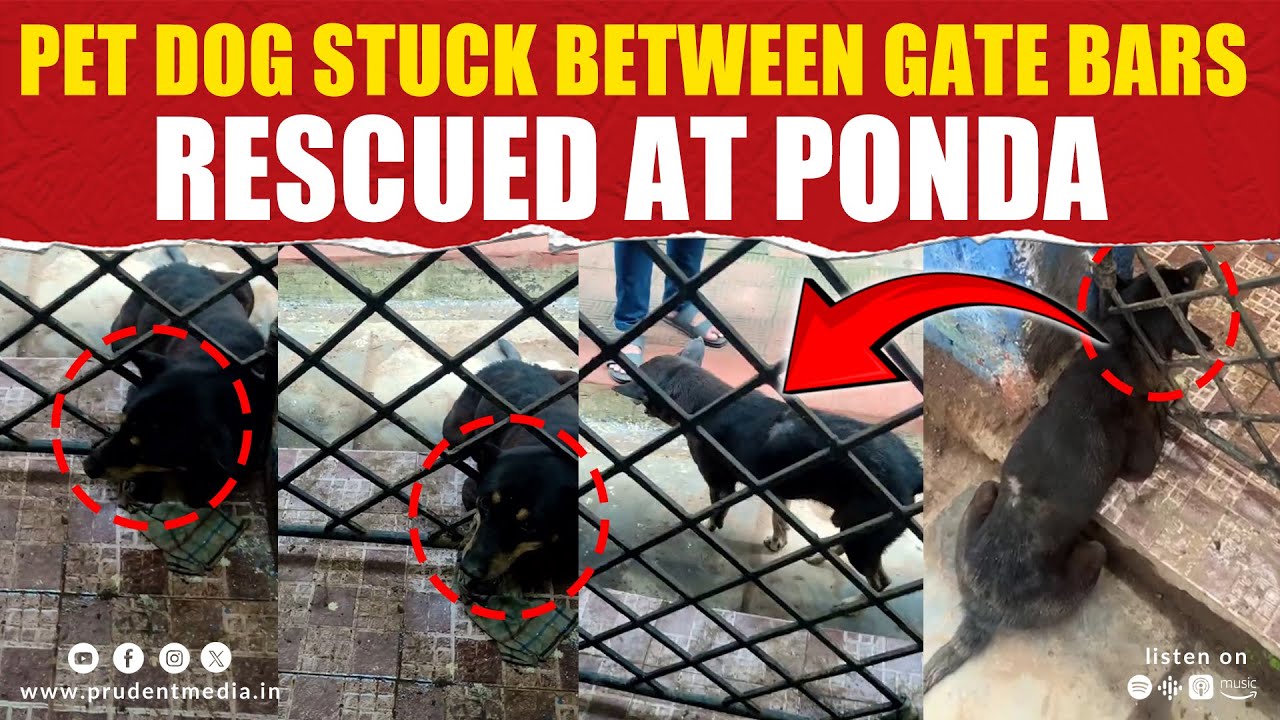 Pet dog stuck between gate bars rescued at Ponda