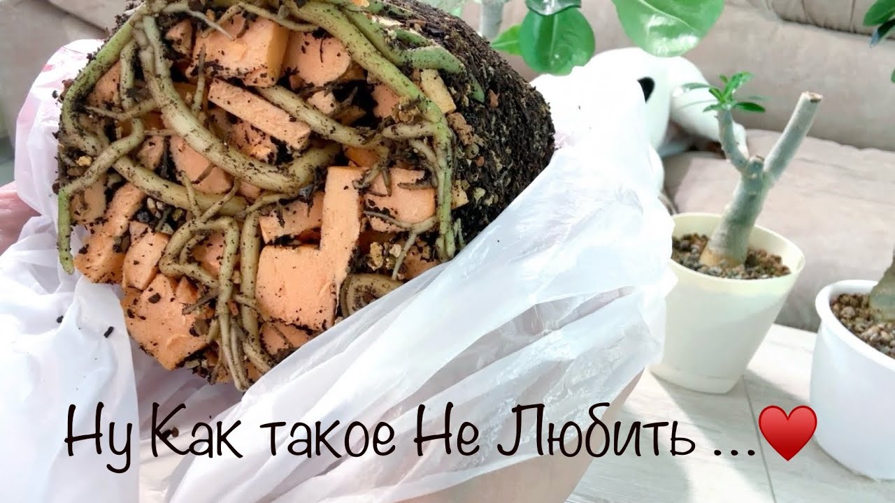 Тюленчики мои красивый адениум вырос 😍 Пересадка адениумов
