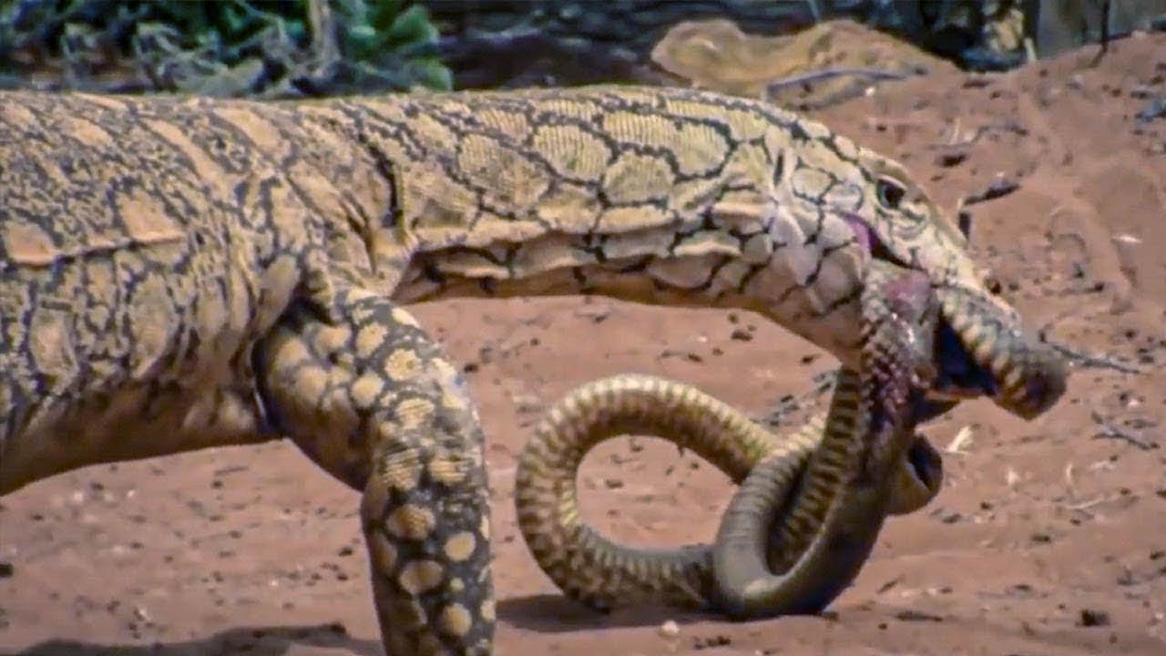 世界最強の毒ヘビも逃げてゆきます！冷酷なトカゲの王様、ペレンティーオオトカゲ