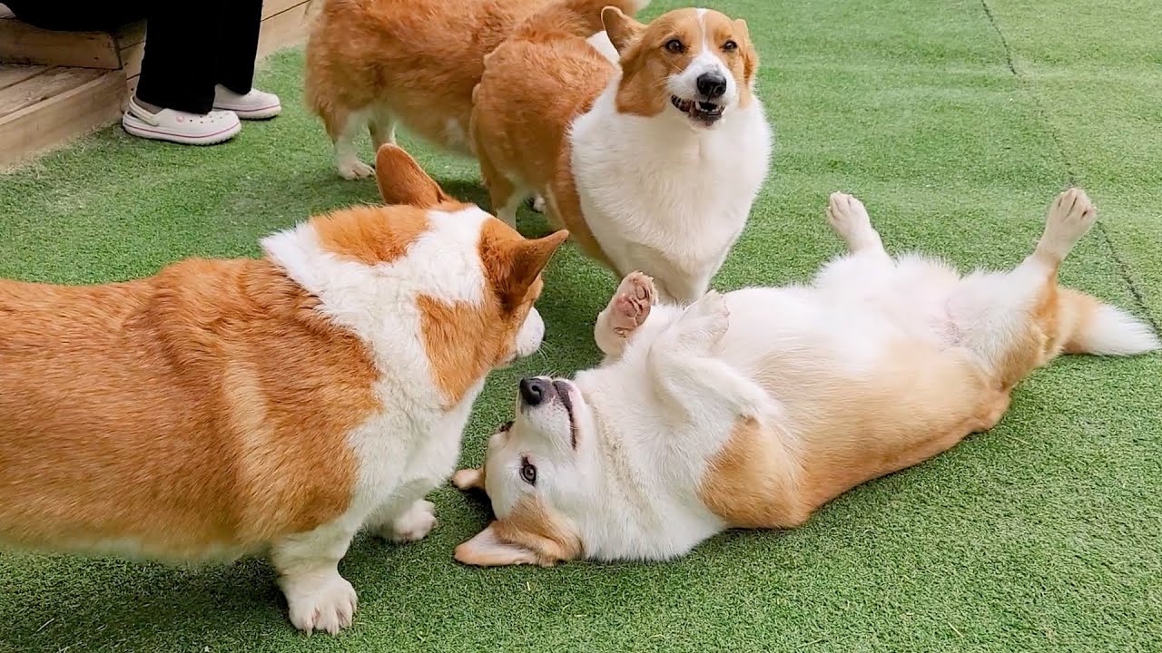 얘들아, 내가 우리집 웃음 버튼인거 알고 있니?ㅣWelsh corgi who is being a big baby in front of the baby retriever