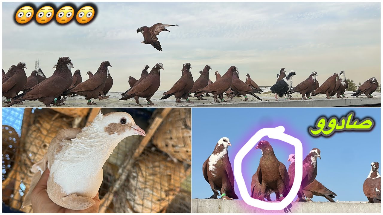 صادو مني 😳😳الشعل شلع للبيع❤️❤️مقطع اليوم فوووول😎😎😎