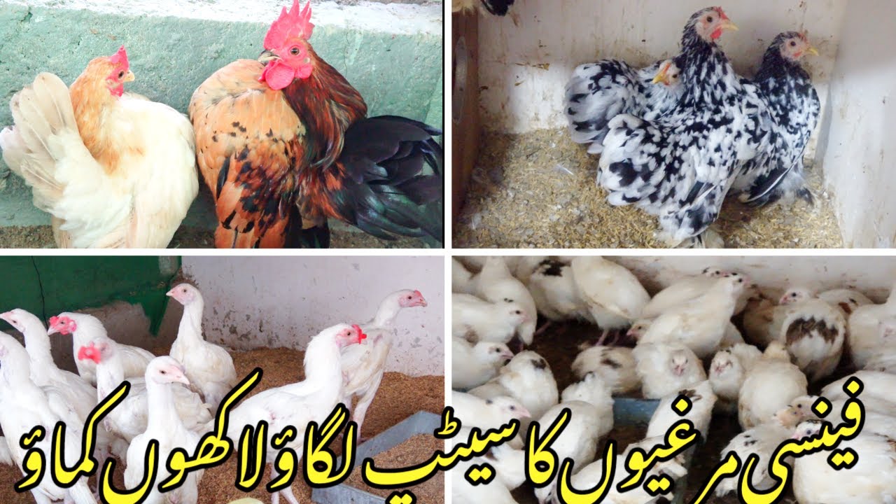Fancy Chicken Ka Karachi Ka Sab Se Bara Setup Fancy Hens Me Har Variety Milegi Chicks aur Eggs Bhi
